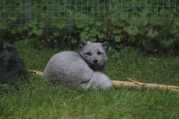 Arctic fox Vulpes Lagopus в белом зимнем пальто на Канадском Щите возле Черчилля Манитоба — стоковое фото