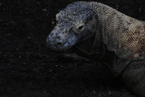 Smok Komodo Waran komodoensis z rozszczepionym języku powąchać powietrze. Największy w świecie żywych jaszczurka w naturalnym środowisku. Wyspie Rinca. Indonezja. — Zdjęcie stockowe