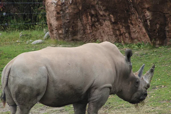 Rhino debout dans la grande herbe sèche avec des oiseaux sur le dos — Photo