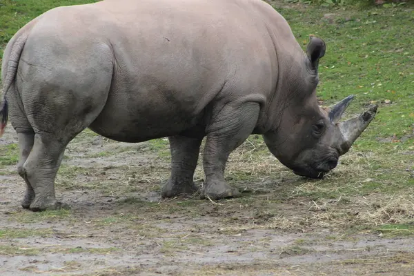 Rhino stojící vysoký, suché trávy, s ptáky na zádech — Stock fotografie
