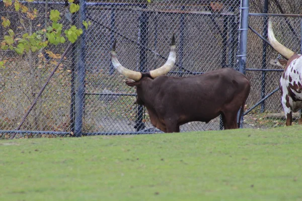 Ankole-Watusi is a modern American breed of domestic cattle. It derives from the Ankole group of Sanga cattle breeds of central Africa. It is characterized by very large horns. — Stock Photo, Image