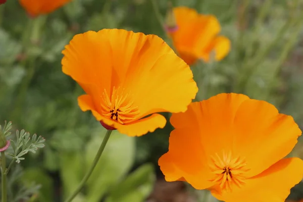 Papavero d'oro della California e tanaceto viola stanno fiorendo a Elizabeth Lake vicino Antelope Valley, CA — Foto Stock