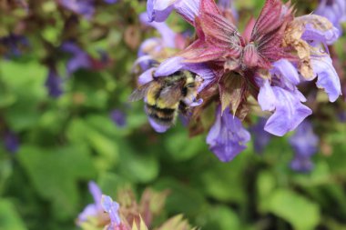 A yakın çekim bir lavendar tesisi, Lavandula spica API'leri, bal arısı,.