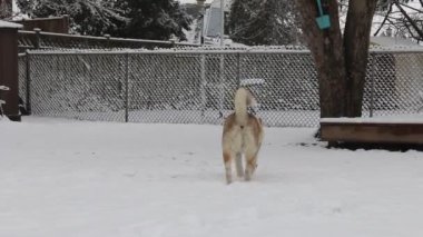 Kardaki köpek.