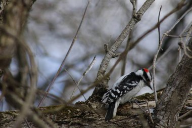 Downy Woodpecker kışın bir ağaç dalı üzerine tünemiş