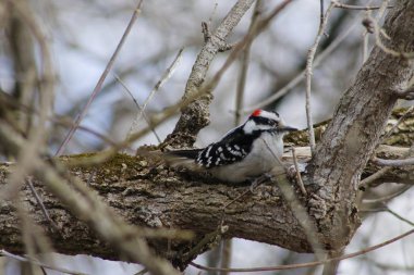 Downy Woodpecker kışın bir ağaç dalı üzerine tünemiş