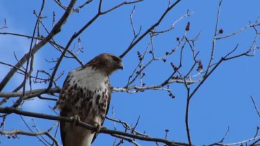 Kartal kışın ağaçta.