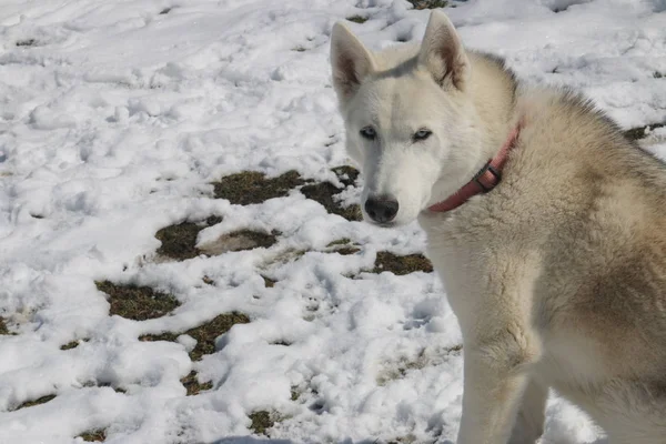 Retrato de husky siberiano afuera en invierno —  Fotos de Stock