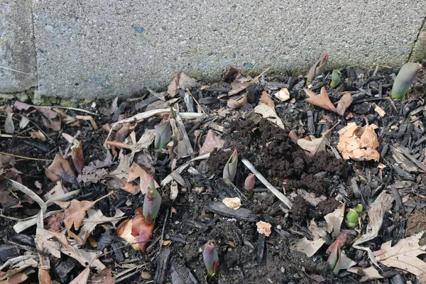 Frühlingstulpen tauchen durch frischen Osterschnee auf — Stockfoto