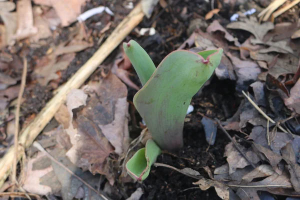 Wiosna tulipany wschodzących przez Fresh Wielkanoc Snow — Zdjęcie stockowe