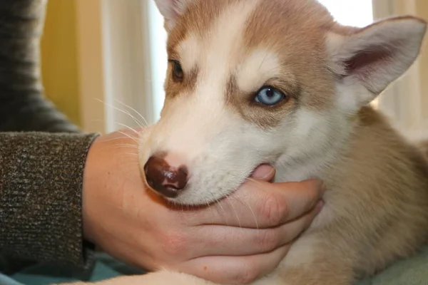 Little Siberian husky puppy biting the hand of its owner with copy space on right