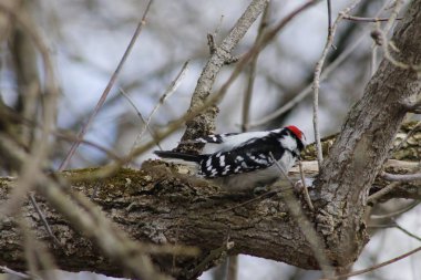 Bir ağaç şube üzerinde yeme Downy Woodpecker