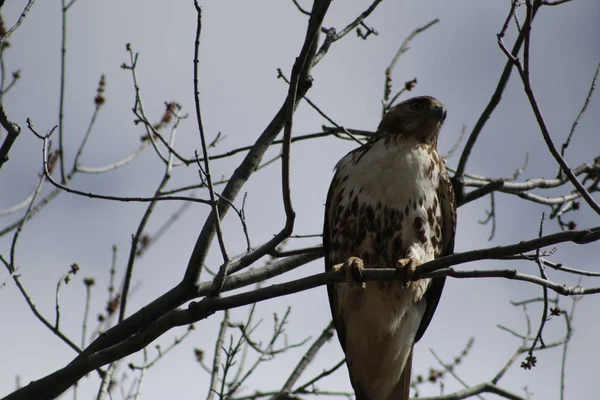 Red-Tailed Hawk Perched in Trees in canada — Stock Photo, Image