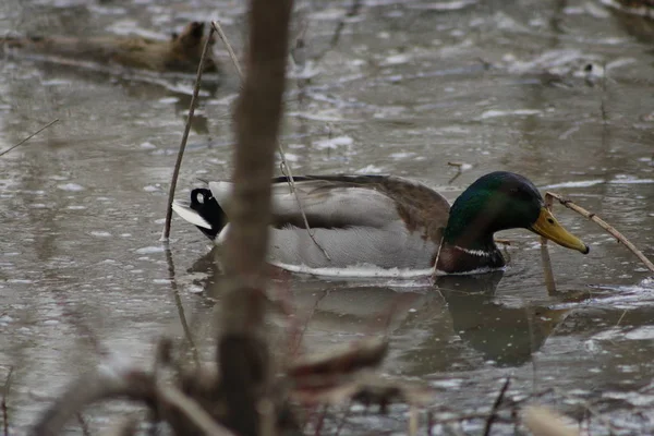 Pair of Mallard Ducks Mating on the Water. — Stock Photo, Image