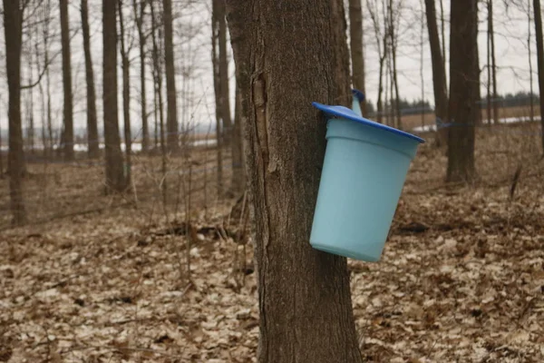 Akçaağaç Dokunarak - Akçaağaç şurubu dönüştürülecek Bahar onların özsuyu için akçaağaç ağaçları dokunarak. Elmira Ontario Kanada fotoğraflandı — Stok fotoğraf