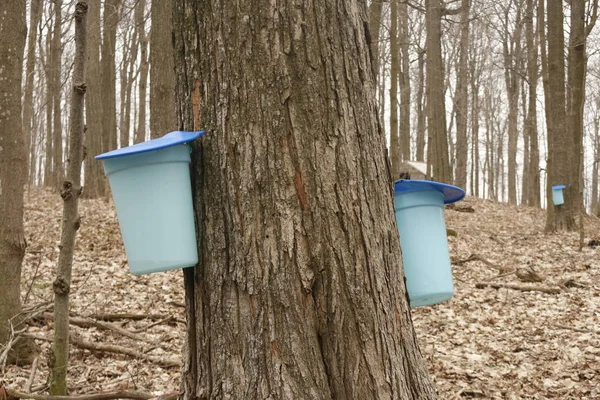 Akçaağaç Dokunarak - Akçaağaç şurubu dönüştürülecek Bahar onların özsuyu için akçaağaç ağaçları dokunarak. Elmira Ontario Kanada fotoğraflandı
