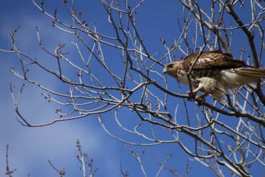 Kırmızı kuyruklu şahin ağaçta tünemiş