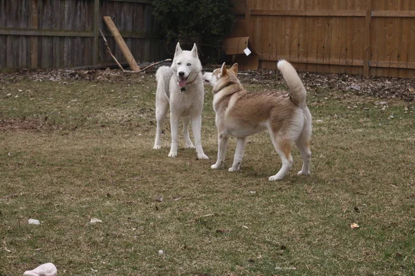 Chiot husky sibérien mignon sur l'herbe — Photo