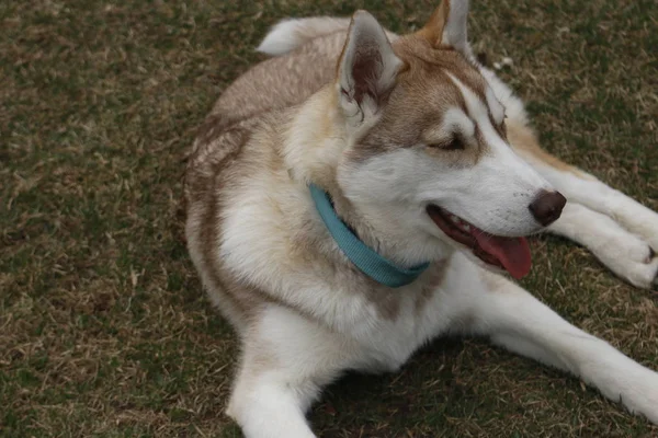 Lindo cachorro husky siberiano en la hierba —  Fotos de Stock