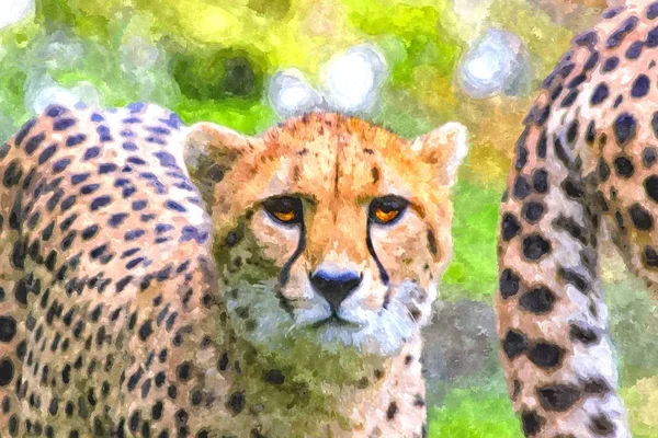 Digital art - watercolor painting of a cheetah looking directly at the camera — Stock Photo, Image
