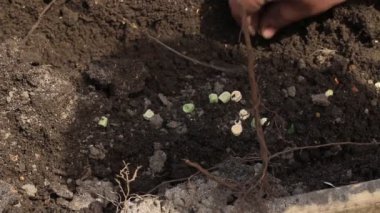 Genç adam bahçeye fidanlar ekiyor, yakın plan.