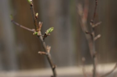 yaprak tomurcuklu kuru dal