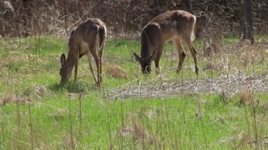 Beyaz kuyruklu geyik Vahşi doğada 