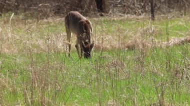 Beyaz kuyruklu geyik Vahşi doğada 