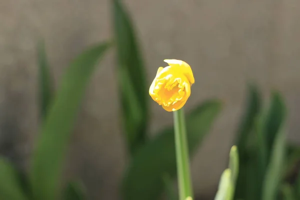 Nahaufnahme gelbe Narzissen Blumen Frühling — Stockfoto