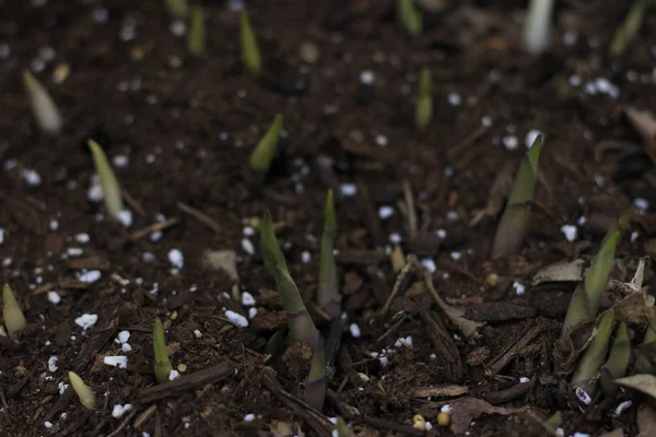 Hosta brota na primavera após a chuva. bela planta sombra — Fotografia de Stock