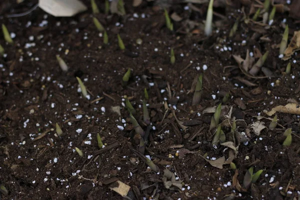 Hosta germe au printemps après la pluie. belle plante d'ombre — Photo