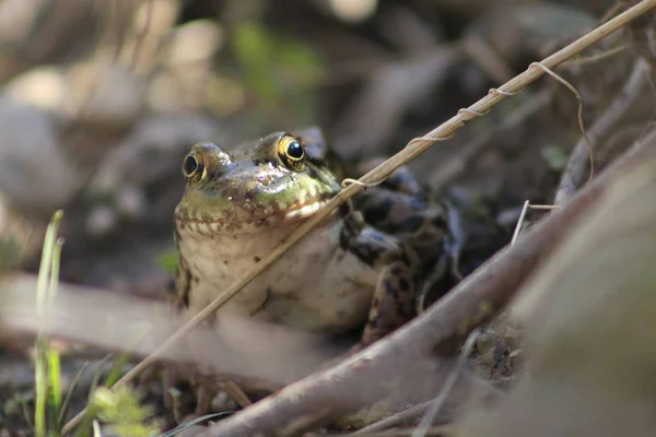 Grenouille léopard Rana pipiens gros plan . — Photo