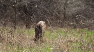 Beyaz kuyruklu geyik Vahşi doğada 
