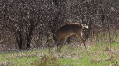 Beyaz kuyruklu geyik Vahşi doğada 