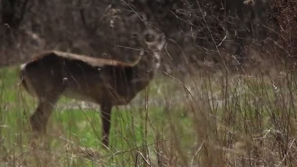 Weiße Schwanzhirsche Freier Wildbahn — Stockvideo