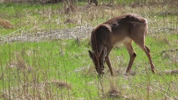 White Tail Deer Wild — 비디오