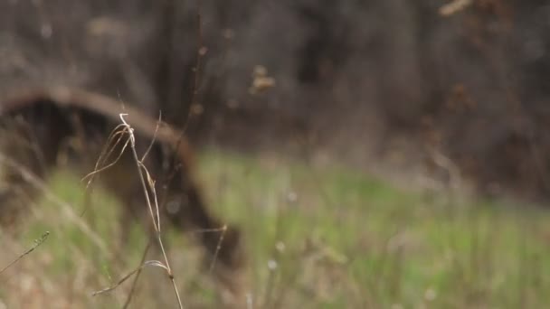 Beyaz Kuyruklu Geyik Vahşi Doğada — Stok video