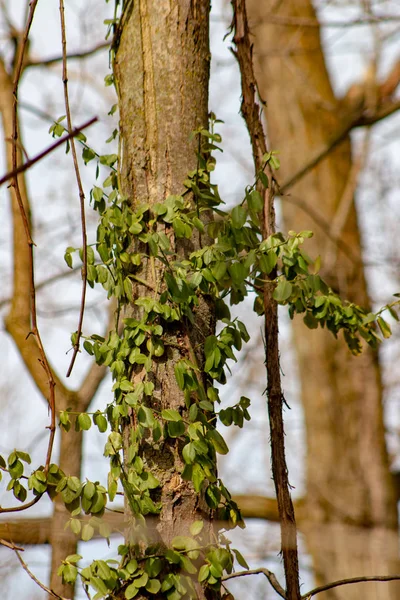 Vine plant growing green leaves, ivy plant isolated green tropical hang creeper climbing on tree layer