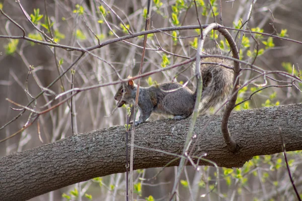 可爱的灰松鼠在公园里吃东西 — 图库照片