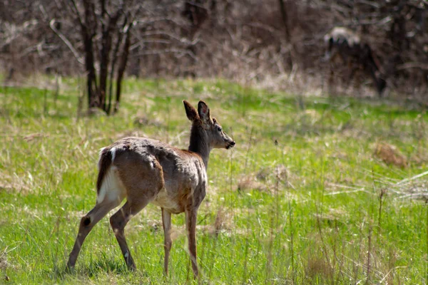 White-tailed deer fawn in the forest in Canada — Stock Photo, Image