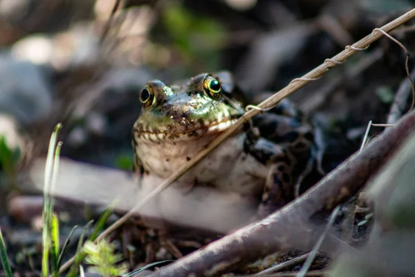 Grenouille léopard Lithobates pipiens dans un étang — Photo