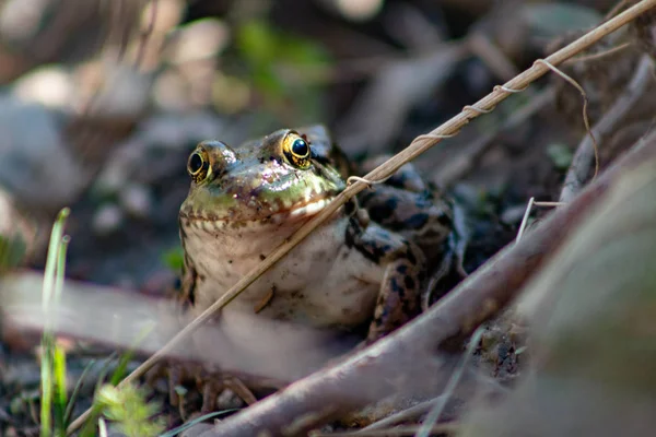 Grenouille léopard Lithobates pipiens dans un étang — Photo