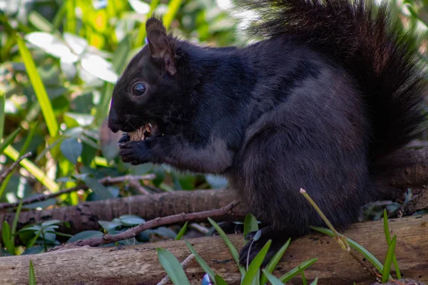 Scoiattolo nero che mangia a albero nudo, stagione invernale . — Foto Stock