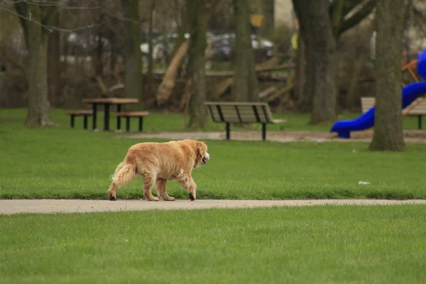 Retrato al aire libre de un perro obediente una anciana hembra golden retriever . —  Fotos de Stock