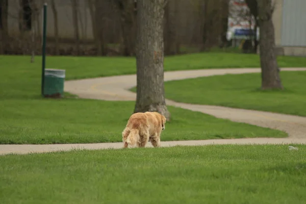 Ritratto all'aperto di un cane obbediente un anziano golden retriever femmina . — Foto Stock