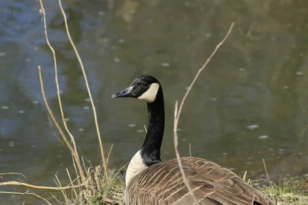 Ganso canadense ou Branta Canadensis comendo pasto verde perto da lagoa . — Fotografia de Stock