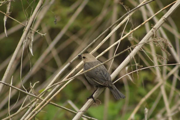 Swainsons lijsters Catharus ustulatus neergestreken in een struik tijdens de voorjaars migratie-Ontario, Canada — Stockfoto