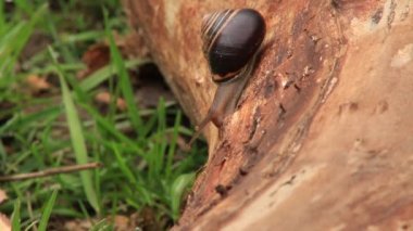 Cornu aspersum, ortak bahçe salyangoz bir günlük üzerinde tarama