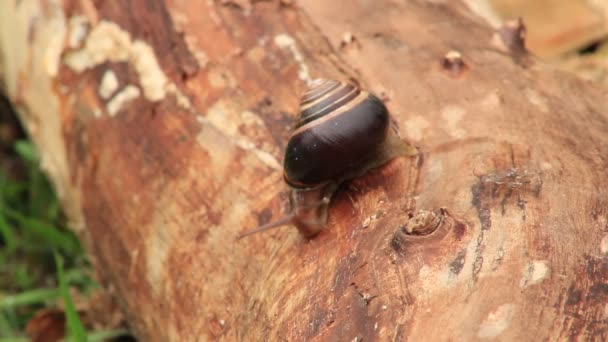 Cornu aspersum, common garden snail crawling across a log — Stock Video