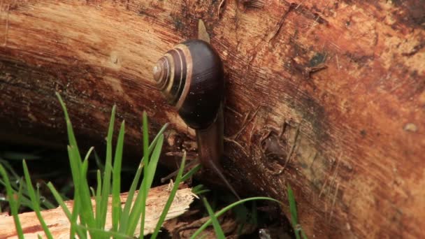 Cornu aspersum, escargot de jardin commun rampant à travers une bûche — Video